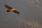 Lammergeier gliding, Pre-Pyrenees, Catalonia, Spain