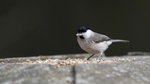 Marsh Tit 1