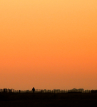Golden evening walk