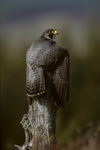 Peregrine Falcon