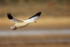 Ross's Goose flying, Bosque del Apache, New Mexico