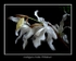 Coelogyne cristata 'Hololeuca'