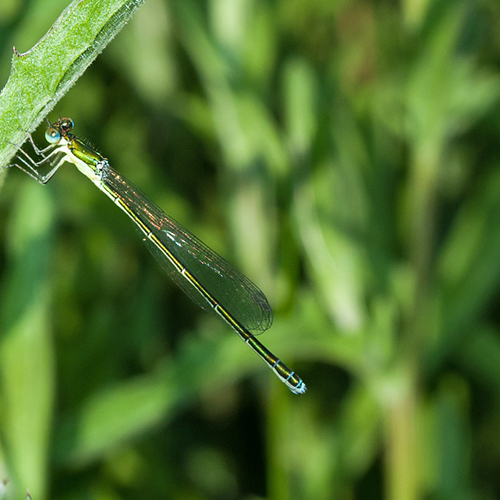 A male Sedge Sprite damselfly.