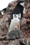 Chinstrap with chicks
