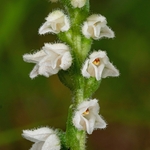 Creeping Ladies Tresses (Goodyera repens)