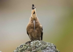 Hoopoe