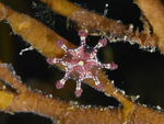 Calvadosia cruxmelitensis