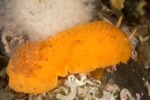Archidoris pseudoargus