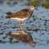 Lesser Yellowlegs (juvenile) reflection