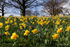 Spring daffodils at Barnetts Demesne, Belfast