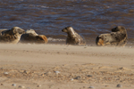Group of Young Grey Seals