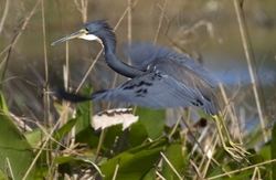 Tricolored Heron _0032