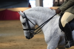 Class 6a Area Ridden Pre Vet portfolio
