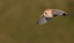 BARN OWL11