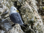 Kittiwake