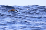 Sooty Shearwater flying over waves, South Africa