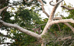 White-collared mangabey