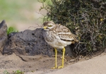 Stone Curlew