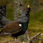 Capercaillie