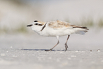 Snowy Plover (breeding adult) running, Fort De Soto Park, Florida