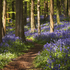 Evening in the Bluebells