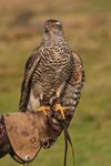 Goshawks portfolio