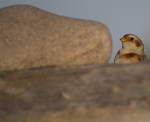SNOW BUNTINGS