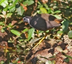 White Breasted Waterhen