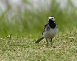 20110615-IMG_5830