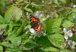 Small Tortoiseshell