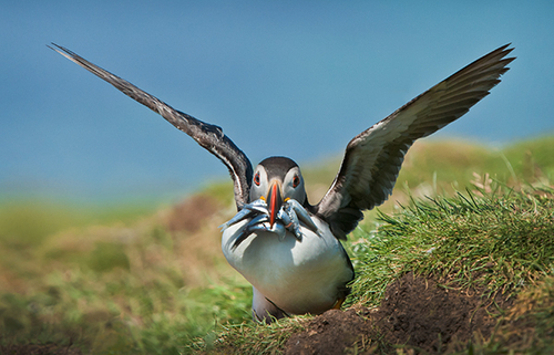 Puffin at Burrow