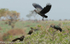 Hadada Ibis and Hamerkop.