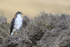 Variable Hawk adult female light morph, Johnson's Harbour, Falklands