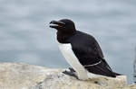 Razorbill