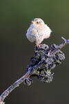 Falkland Grass Wren portfolio