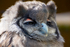 Milky Eagle Owl - DSC_5250