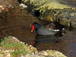 Moorhen