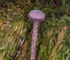 Amethyst Deceiver