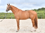 equiscot3601