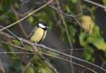 Great Tit
