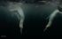 Underwater Gannets 2