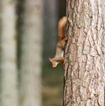 Red Squirrel - Sciurus vulgaris