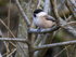 Willow Tit