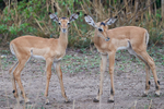 Young Impala