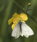 Small White Butterfly