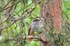 Siberian Jay