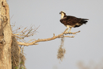 Osprey on tree branch, Blue Cypress Lake, Florida