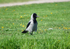 Hooded Crow