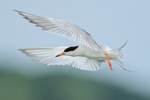 Forster's Tern hovering after takeoff, Minnesota