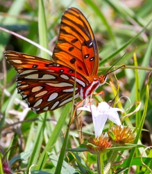 AnimalsCreatures _0047